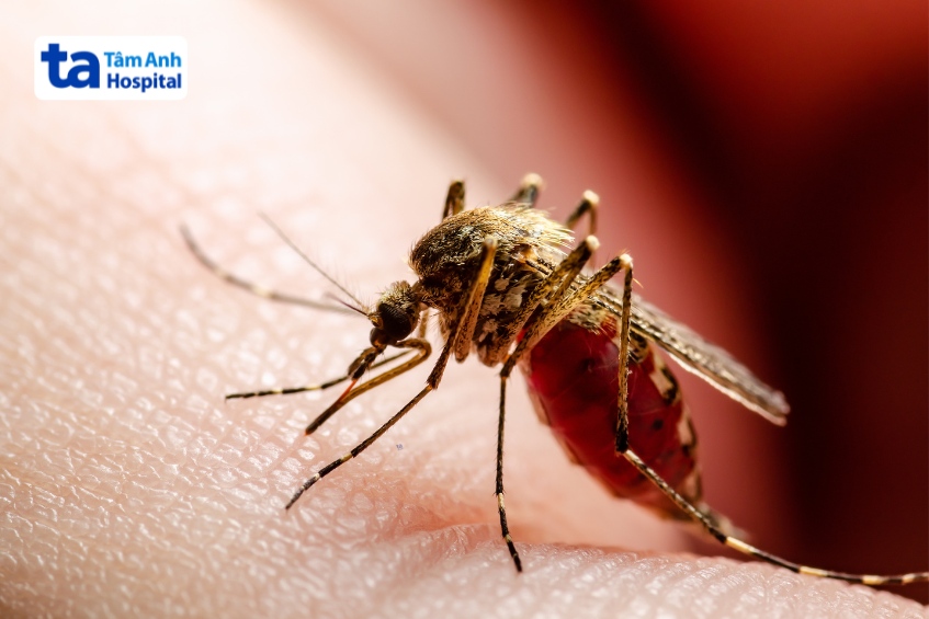 sốt xuất huyết dengue do virus dengue gây ra