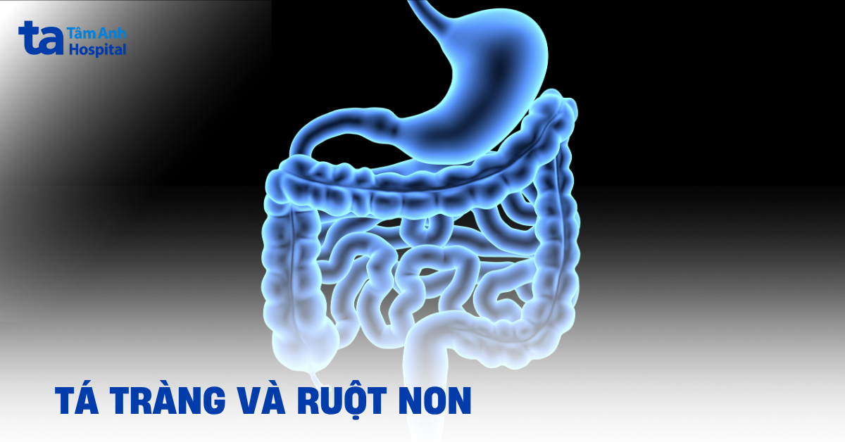 Tá Tràng Và Ruột Non