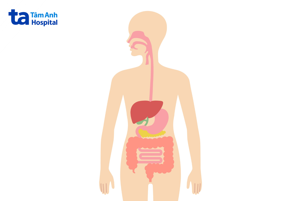 Tăng Cường Sức Khỏe Tiêu Hóa
