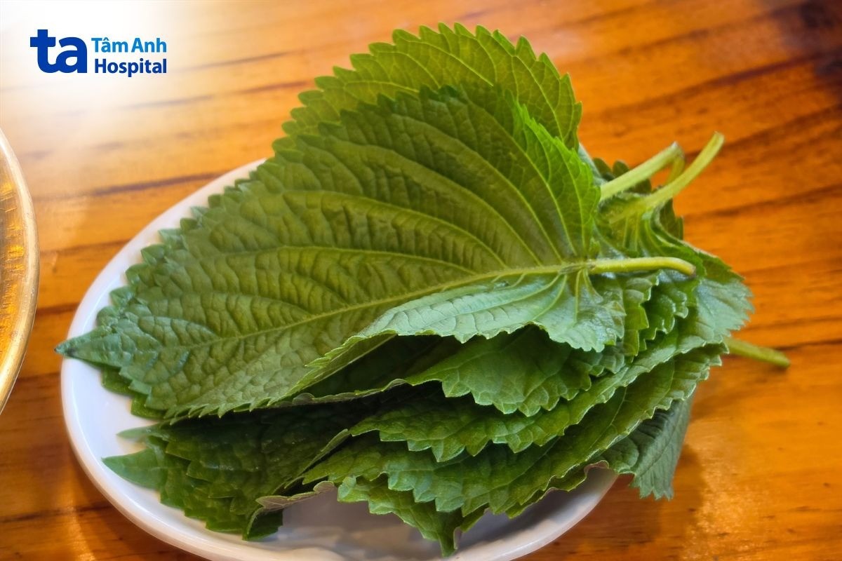 Uống Lá Tía Tô Có Tốt Cho Gan Không