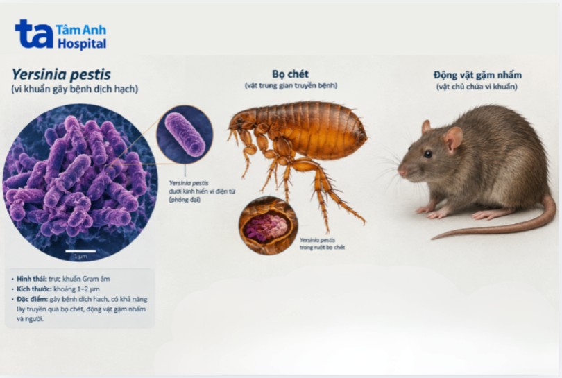 vi khuẩn gây bệnh dịch hạch