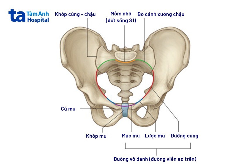 vị trí của khớp vệ