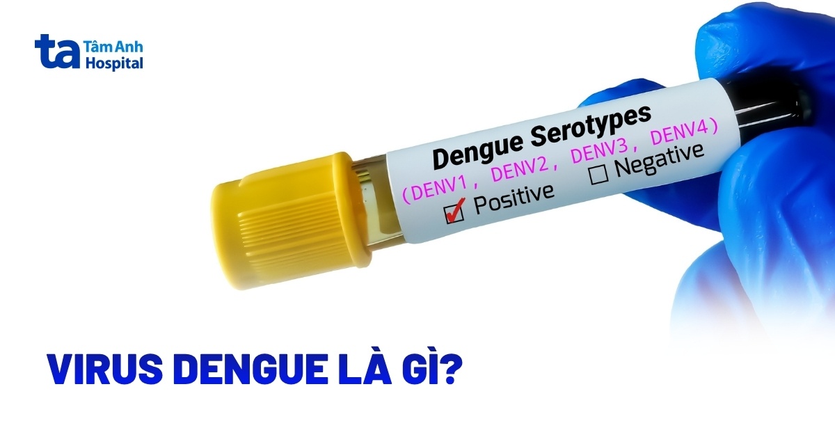 Virus Dengue có bao nhiêu chủng? Tồn tại bao lâu?
