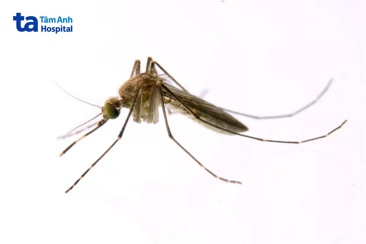 virus jev được muỗi culex truyền bệnh viêm não nhật bản